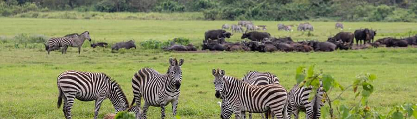 4-Day Joint Tour to Tarangire, Serengeti and Ngorongoro