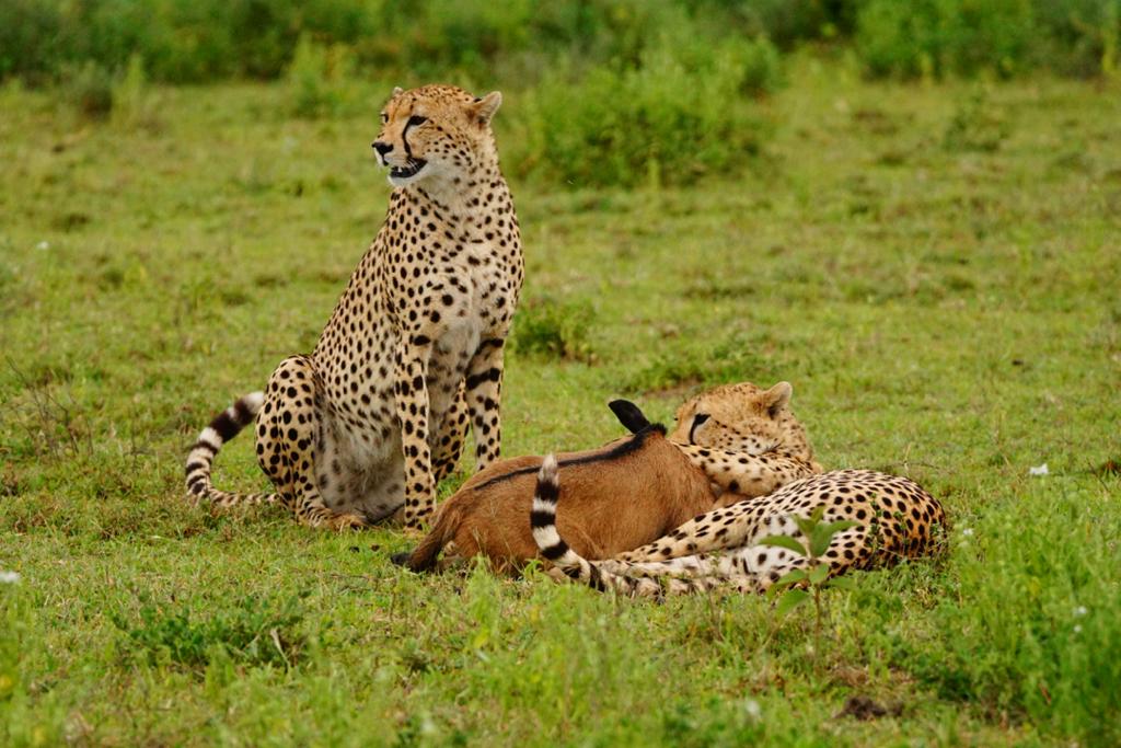 6 DAYS THE BEST OF TANZANIA SAFARI