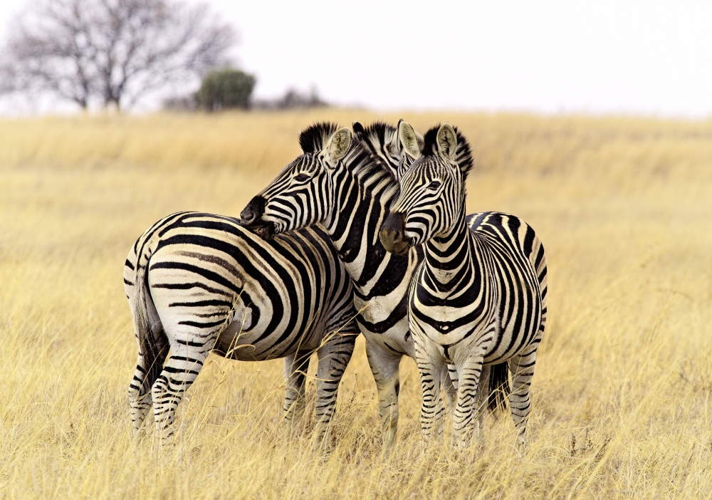 3 DAYS SERENGETI CLASSIC SAFARI