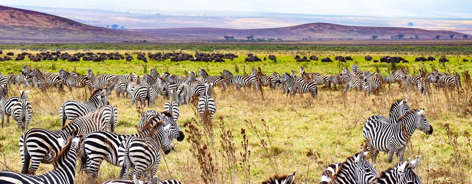 Witnessafricasafaris