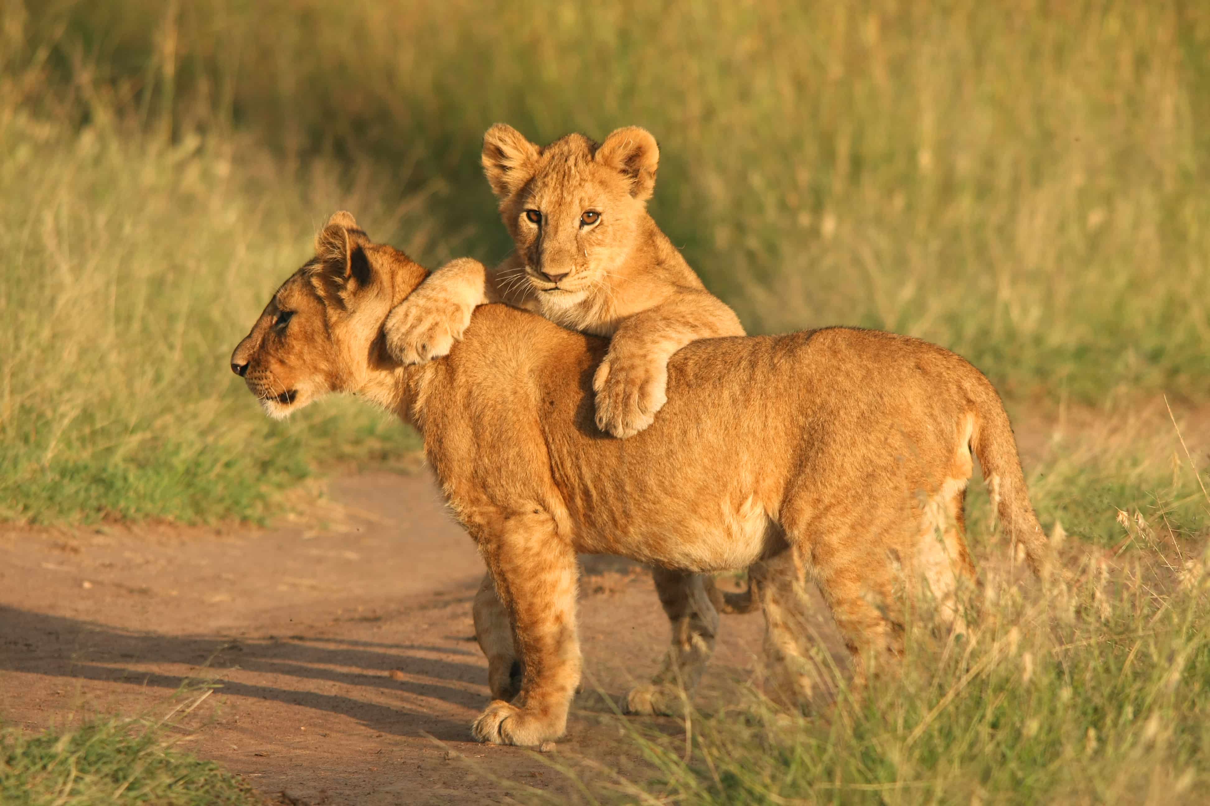 Lake Manyara National Park