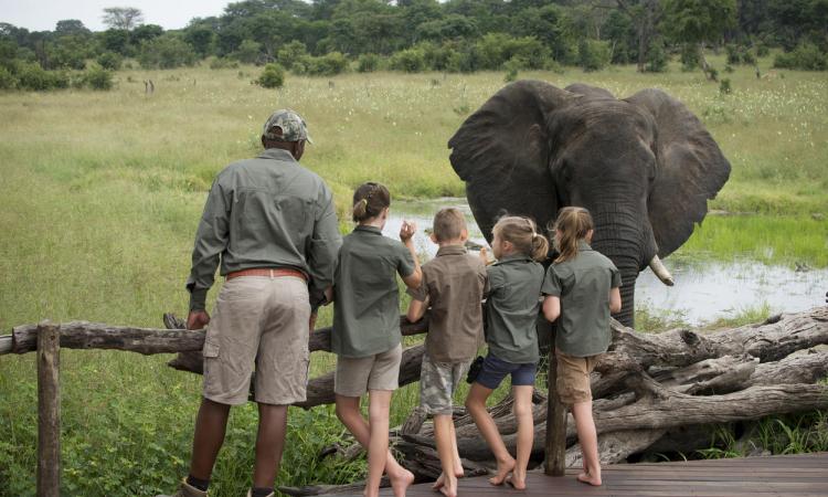 Family safaris