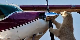 KENYA FLYING SAFARIS