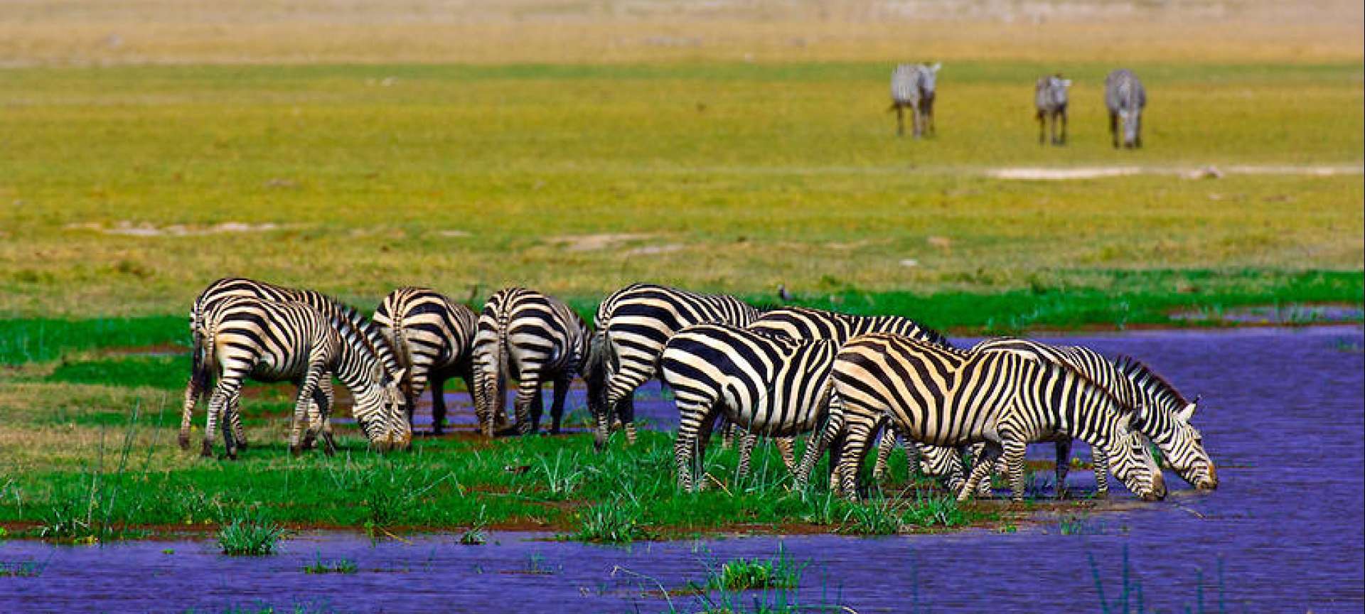About kenya safaris