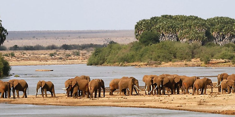 About kenya safaris