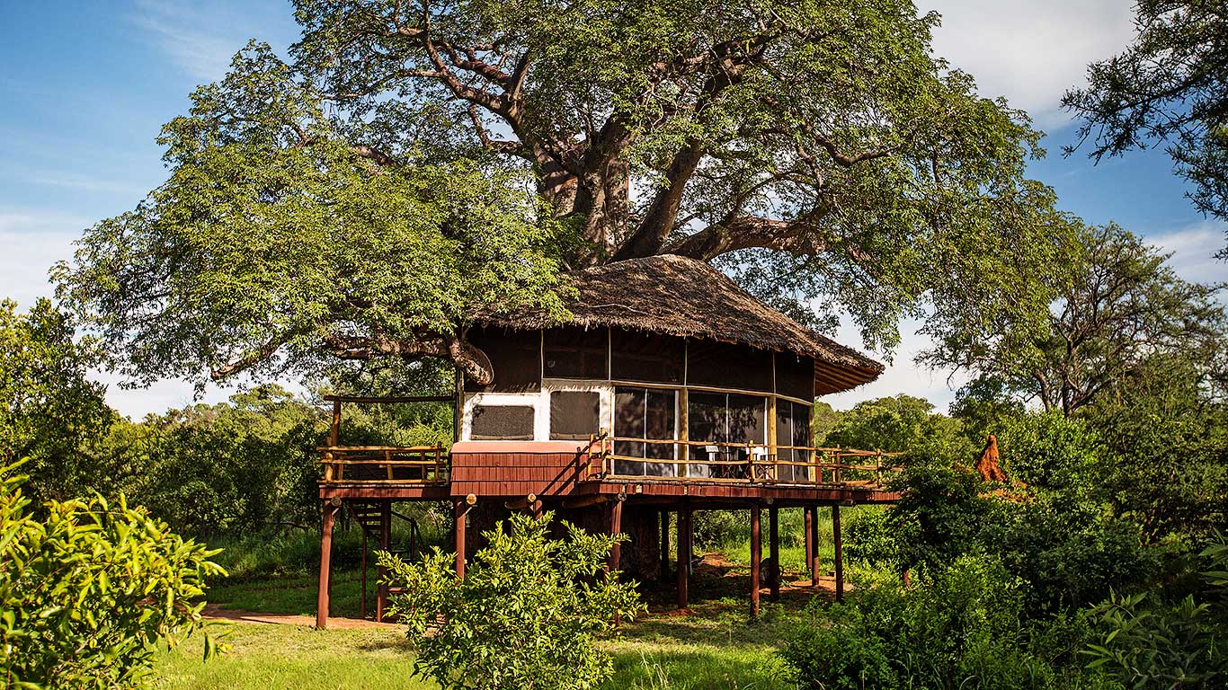 Tarangire treetops