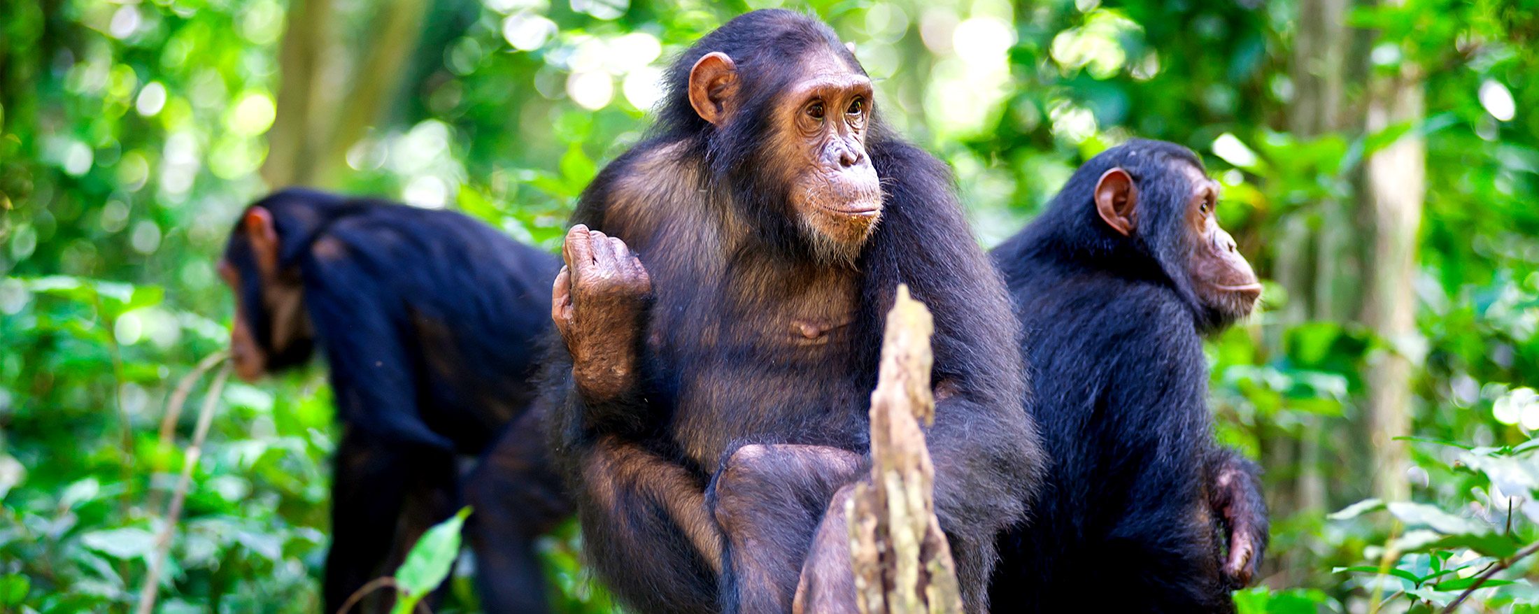 5 Days mahale chimpanzee tracking