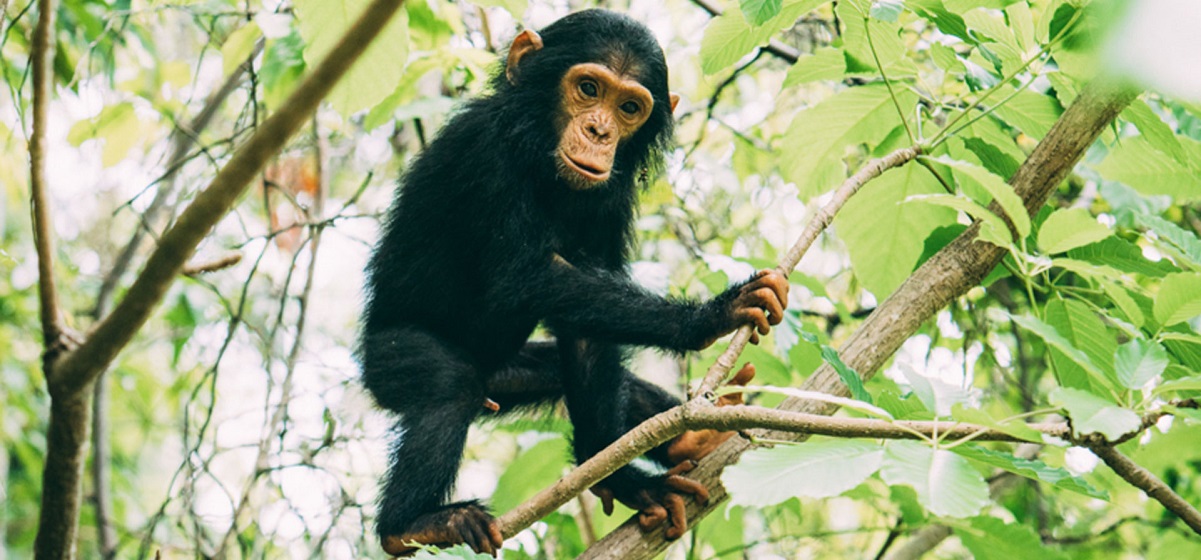 6 Days chimpanzee tracking and ruaha safari