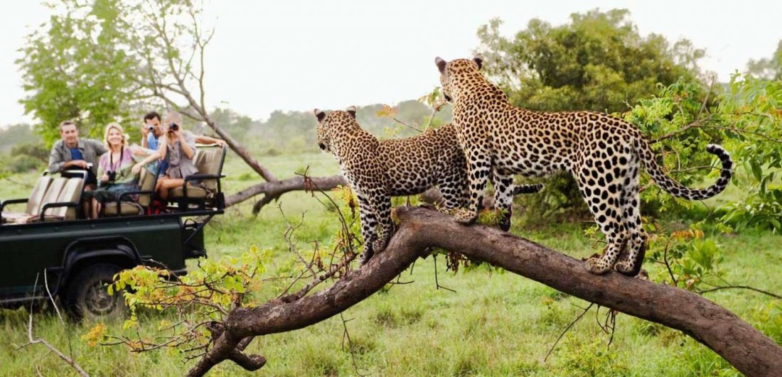 Big five safaris