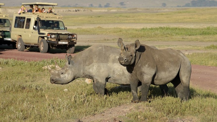 Big five safaris