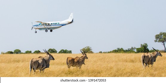 4 Days serengeti fly in luxury safari tanzania