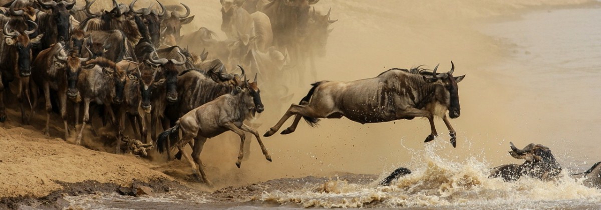 8 DAYS WILDEBEEST MIGRATION RIVER CROSSING