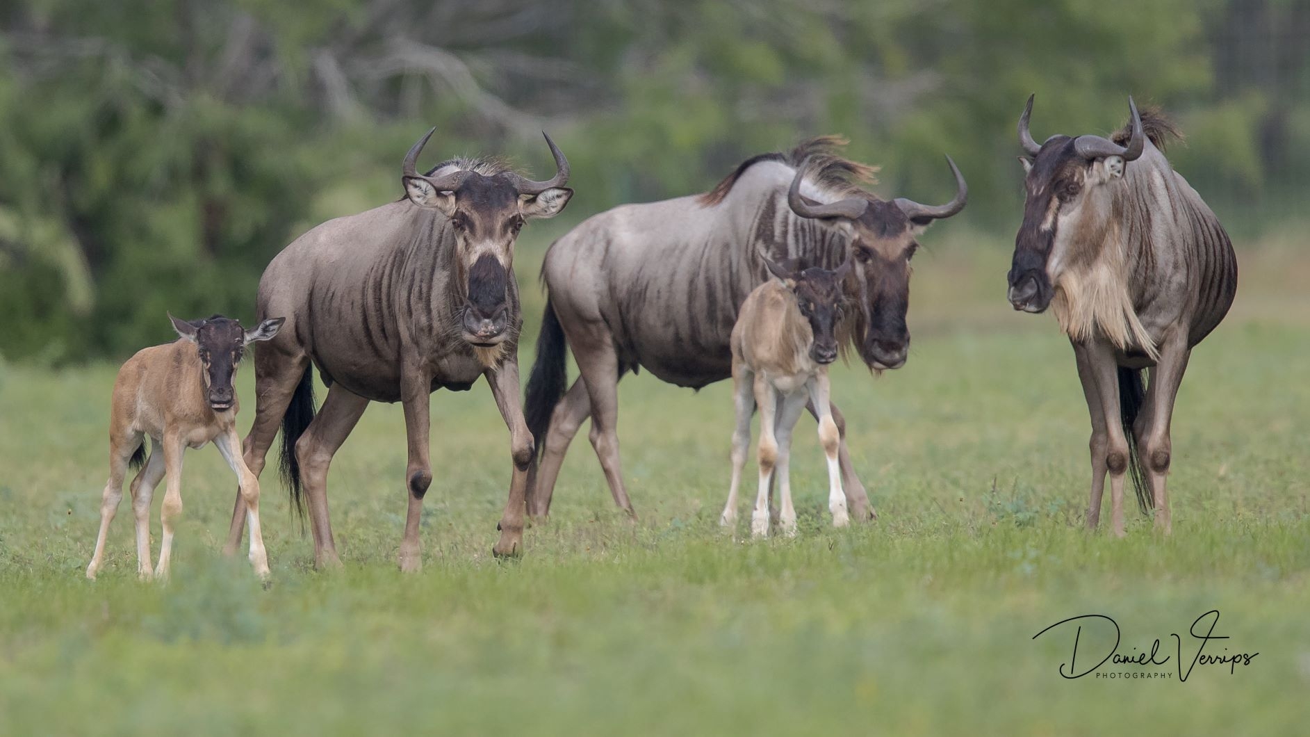 4 Days Classic Serengeti Mara River Crossing Tour