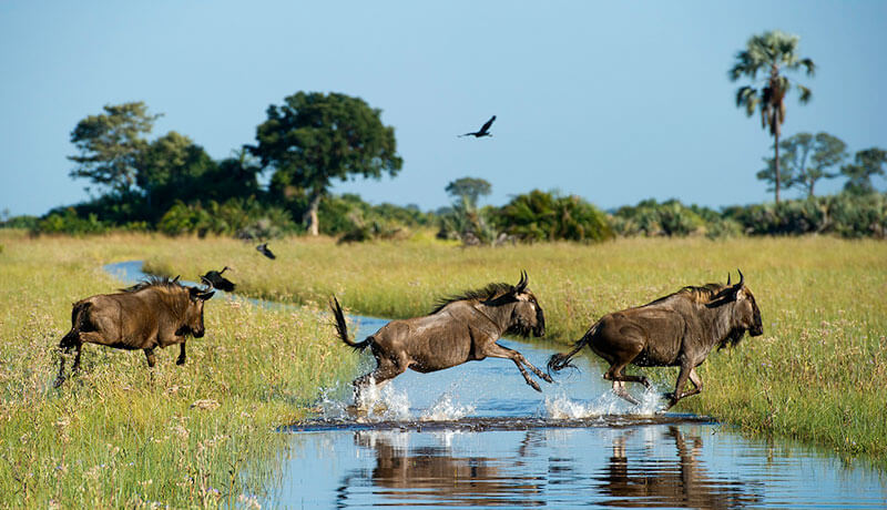 4 Days Wildebeest Migration Safari Calving Season