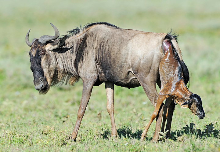 Migration safaris