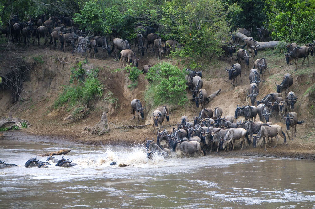 Migration safaris