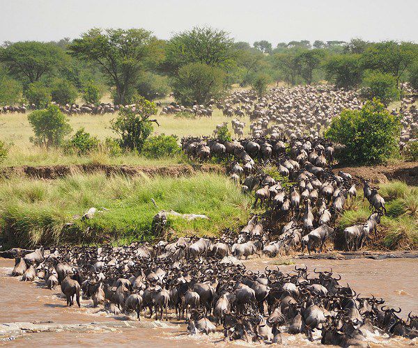 Migration safaris