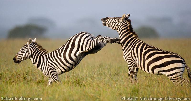 6 Days photographic safari tanzania