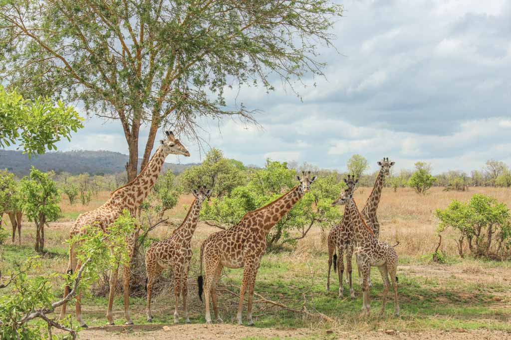 TSAVO EAST AND WEST NATIONAL PARK