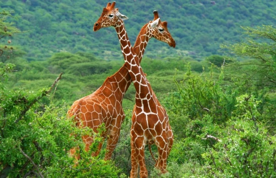 LAKE MANYARA NATIONAL PARK