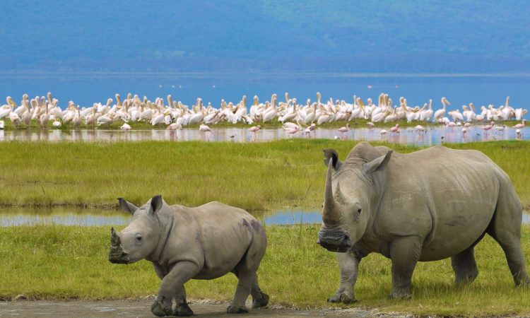 NGORONGORO CONSERVATION AREA