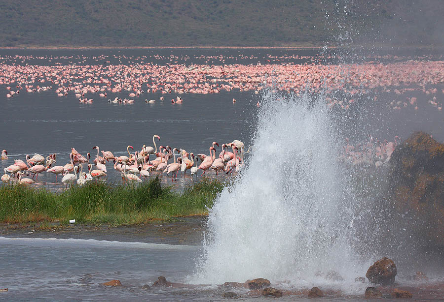 AMBOSELI PLAINS A TIMELESS AFRICAN IMAGE