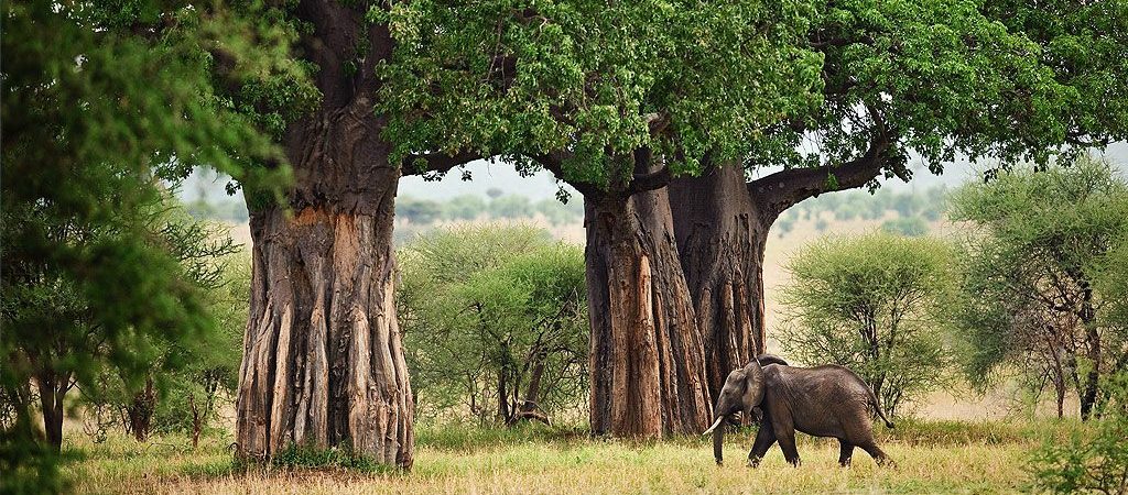 KATAVI NATIONAL PARK