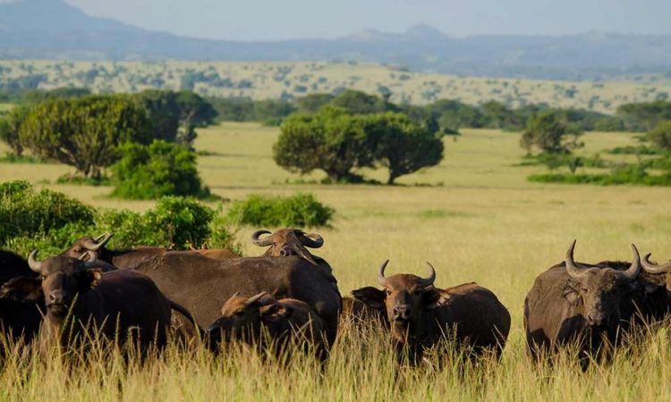 QUEEN ELIZABETH NATIONAL PARK