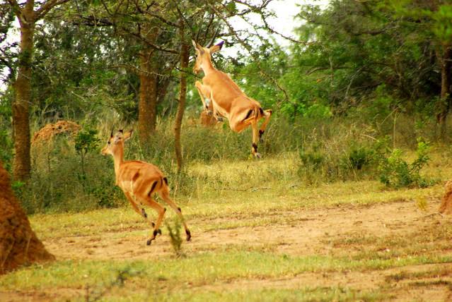 TSAVO EAST AND WEST NATIONAL PARK