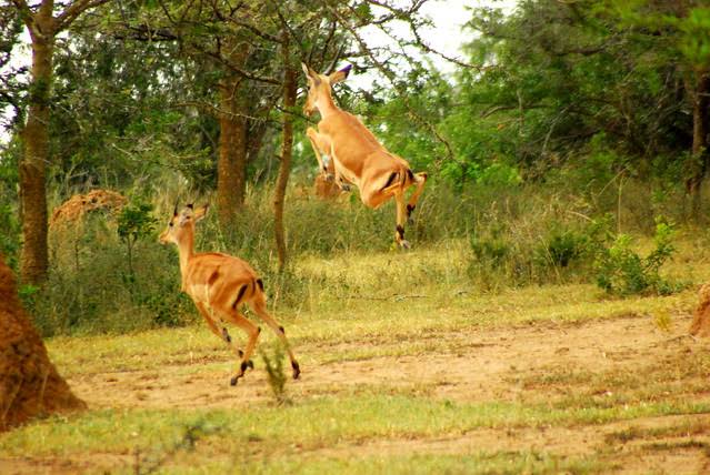 LAKE MANYARA NATIONAL PARK