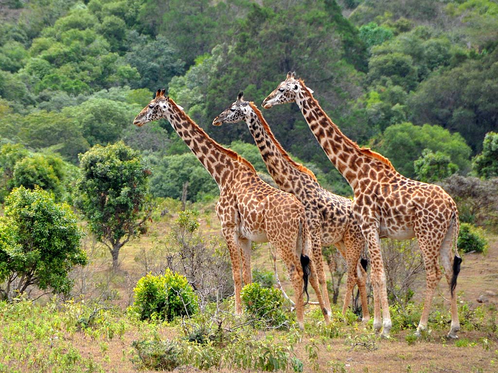 ARUSHA NATIONAL PARK