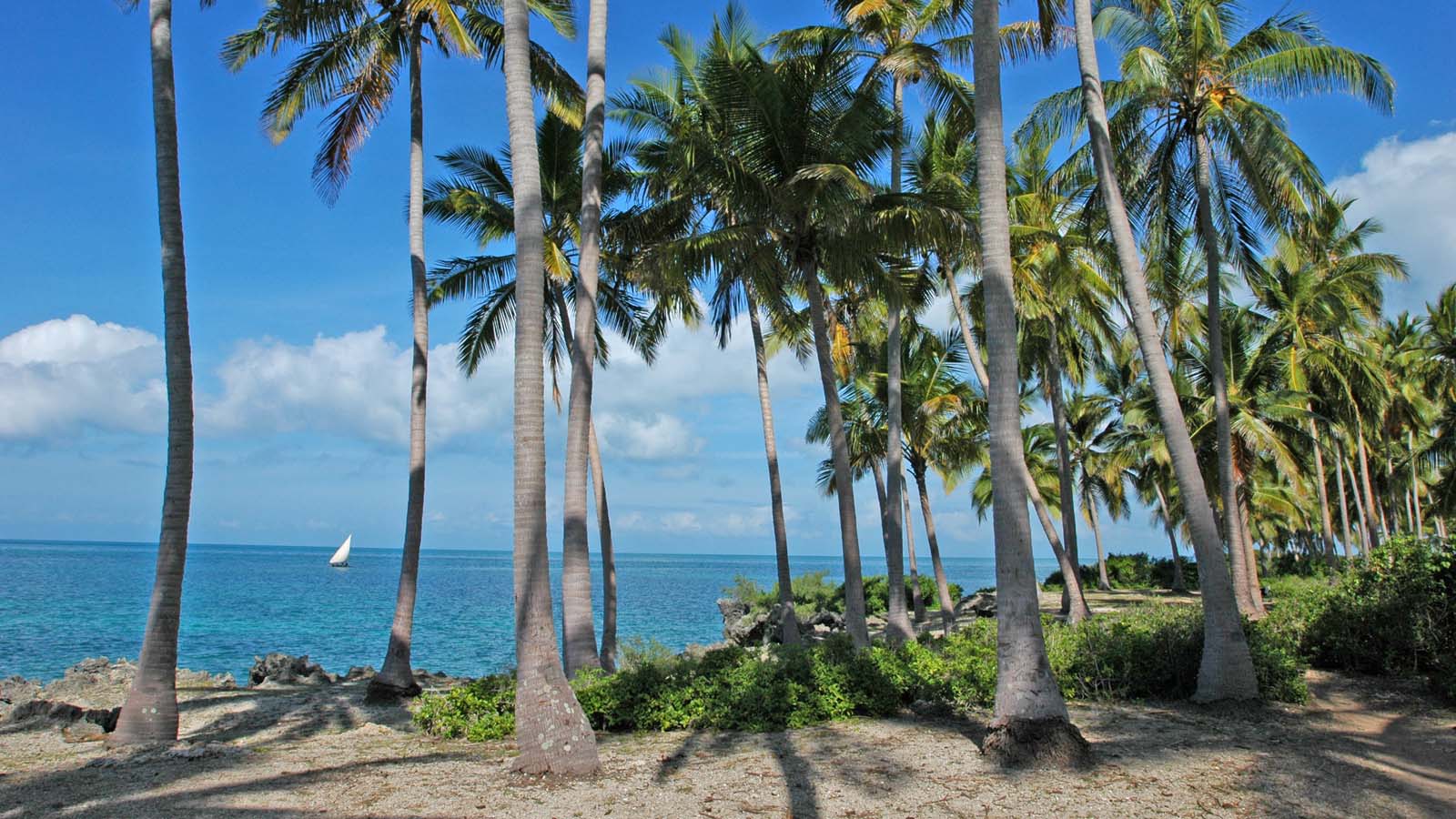 Pemba remote little developed island with amazing diving