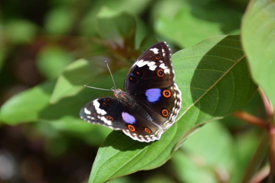 QUEEN ELIZABETH NATIONAL PARK