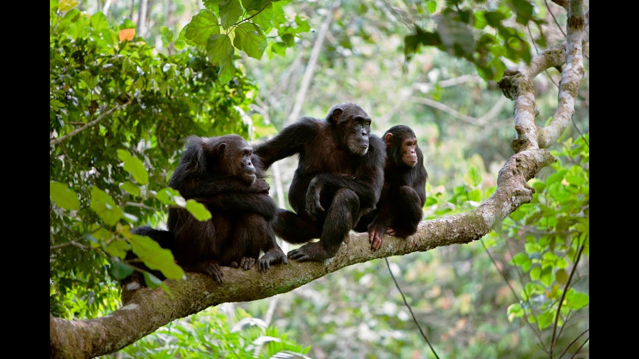 LAKE MANYARA NATIONAL PARK