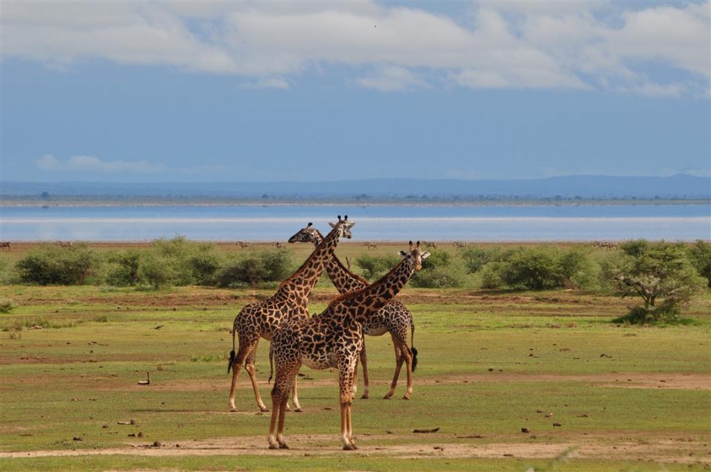 About tanzania safaris