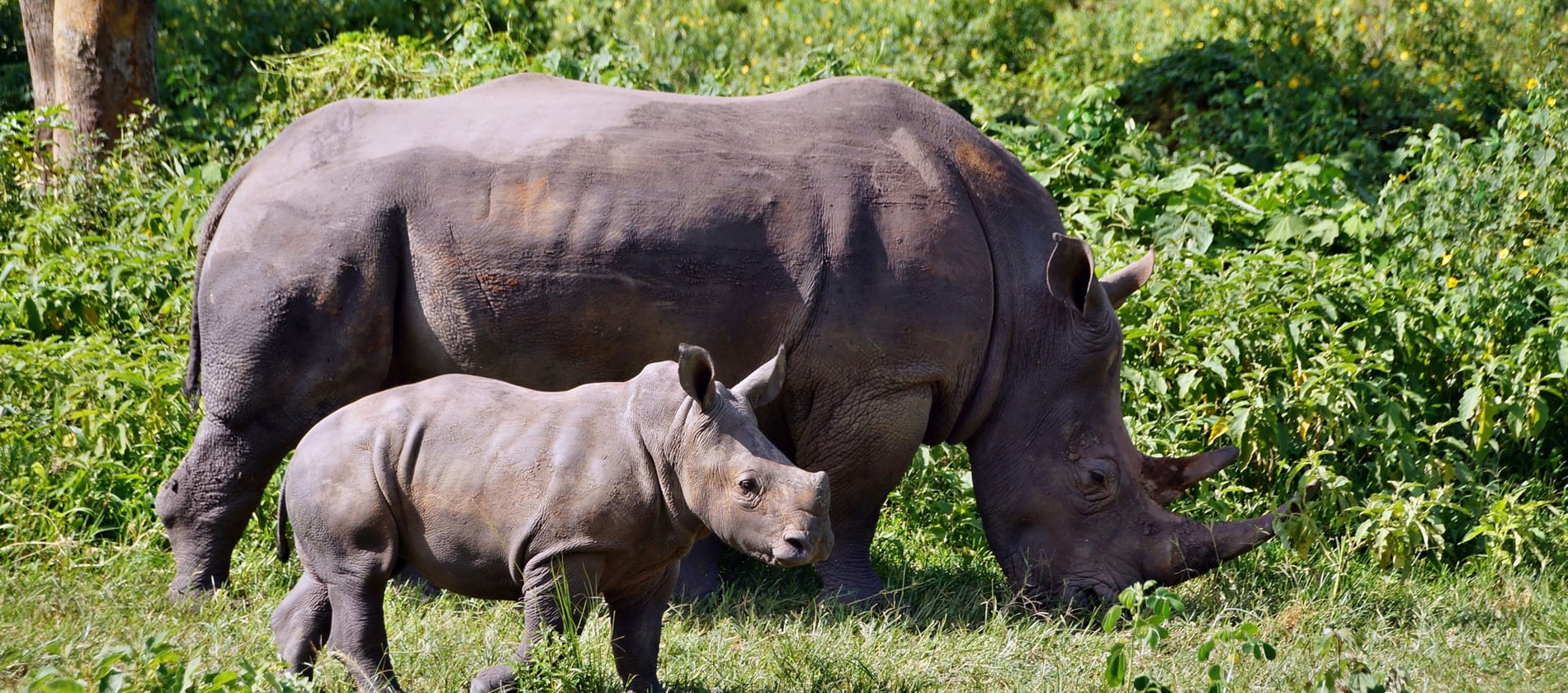 5 Days queen elizabeth national park