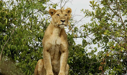 Uganda queen elizabeth tours