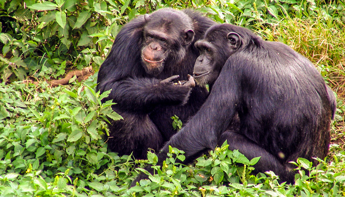 Uganda gorilla safari