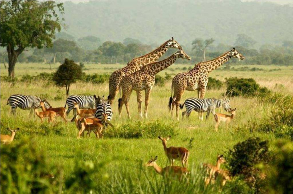 Uganda popular tours