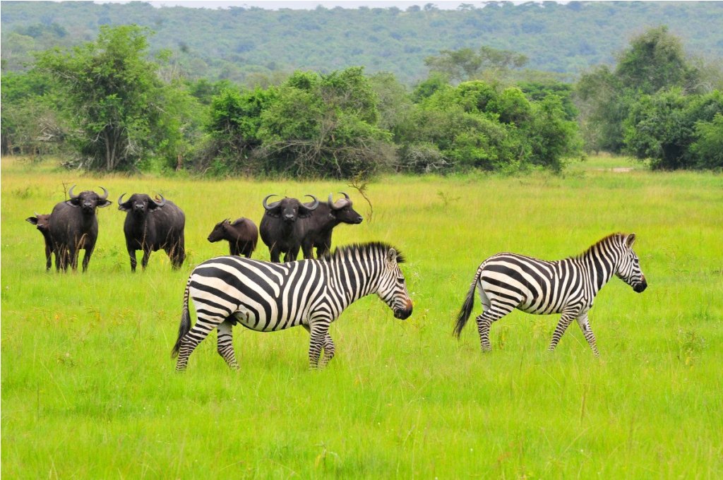 Uganda popular tours