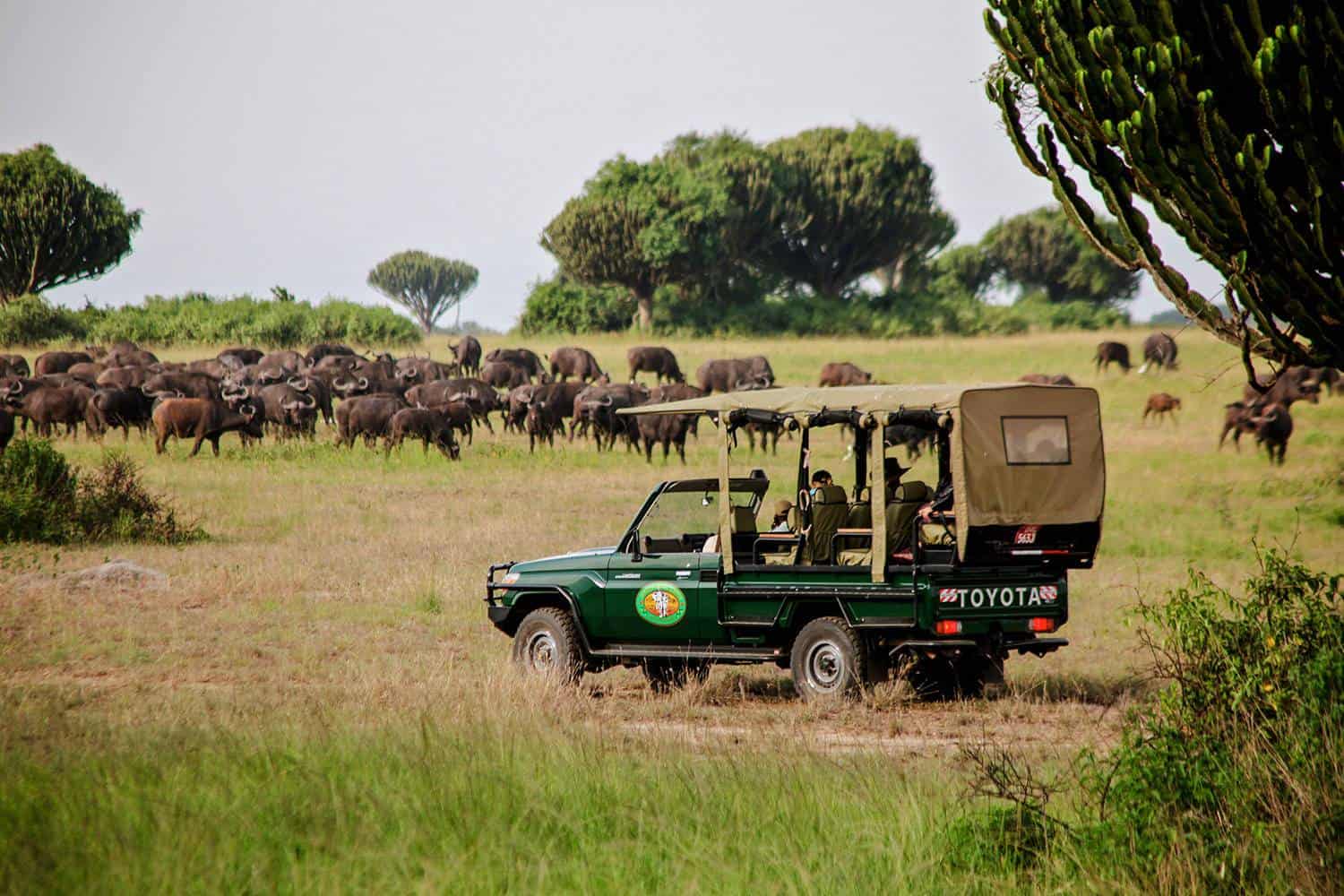 Wildlife safari uganda