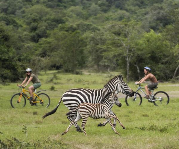 Wildlife safari uganda