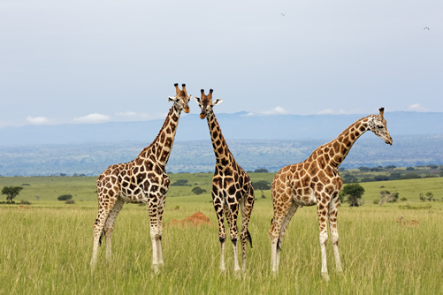 Wildlife safari uganda