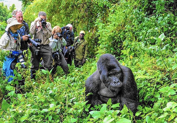 Wildlife safari uganda