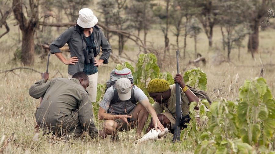 5 Days safari and walking safaris