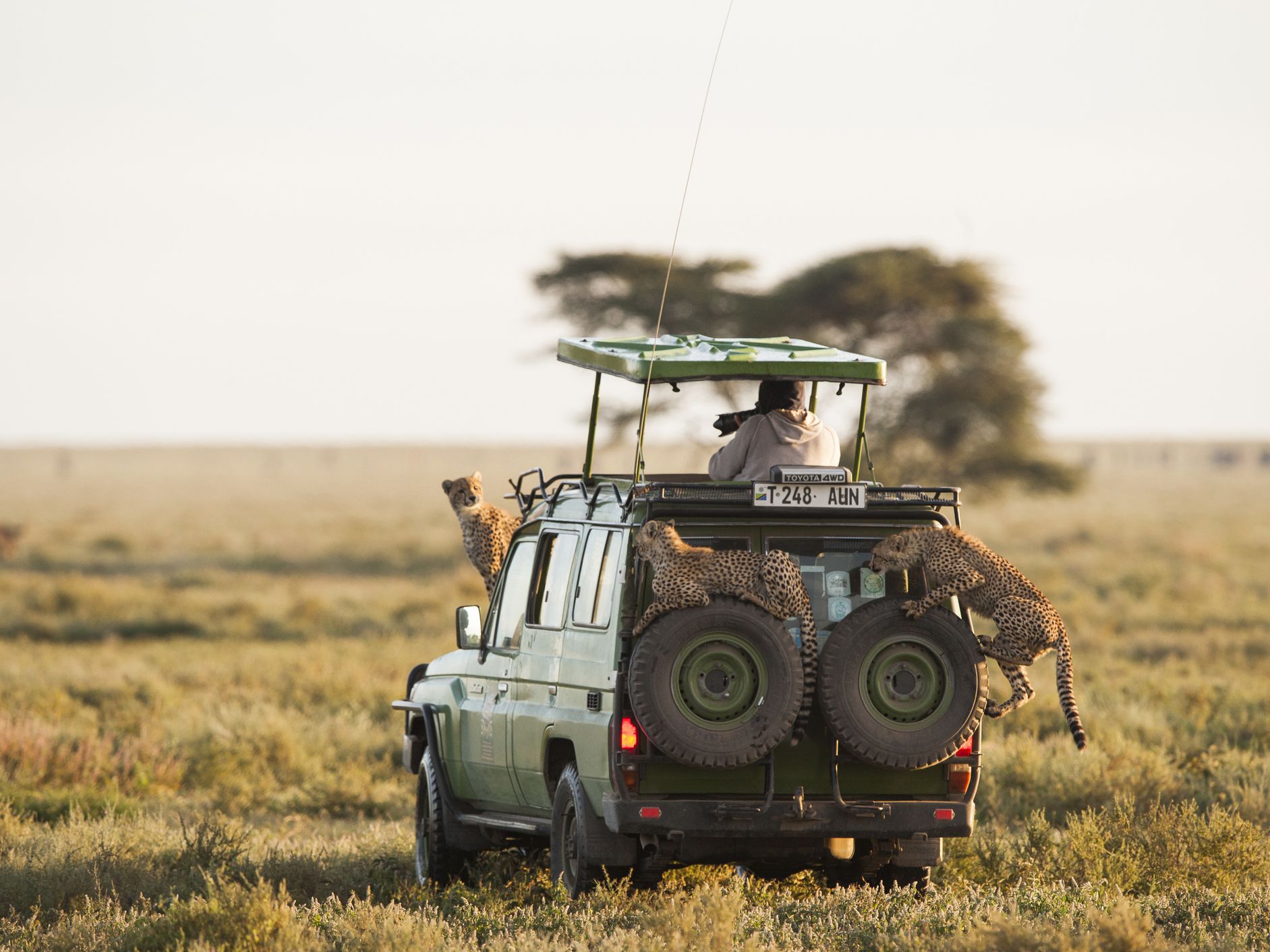 5 Days tanzania barget safari