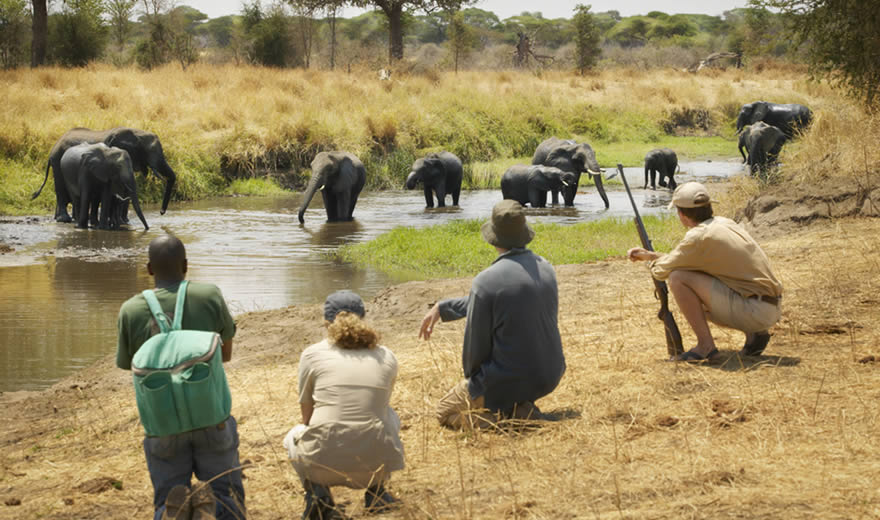 FIVE DAYS SAFARIS