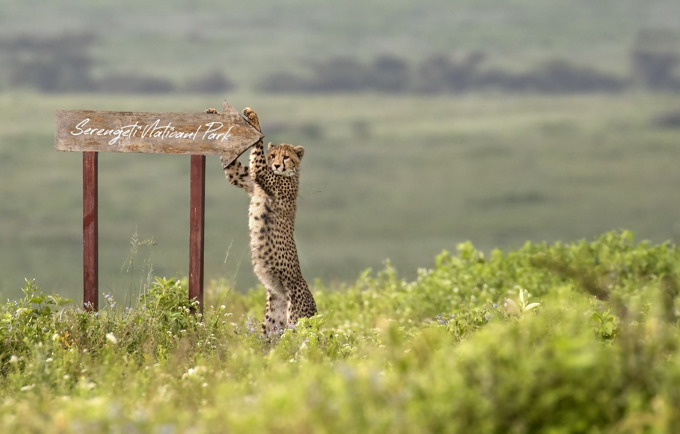 4 Days ngorongoro serengeti special