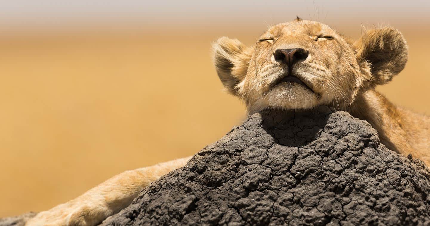 3 Days short serengeti safari in tanzania