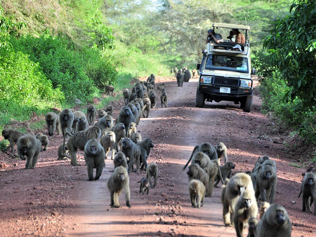 2 Days safari to lake manyara and gorongoro